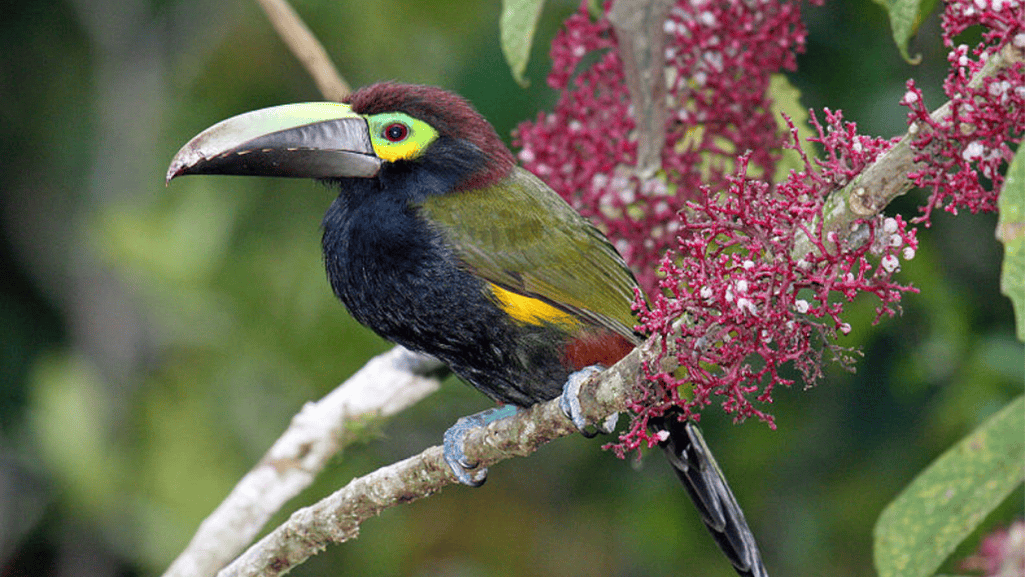 tawny tufted toucanet