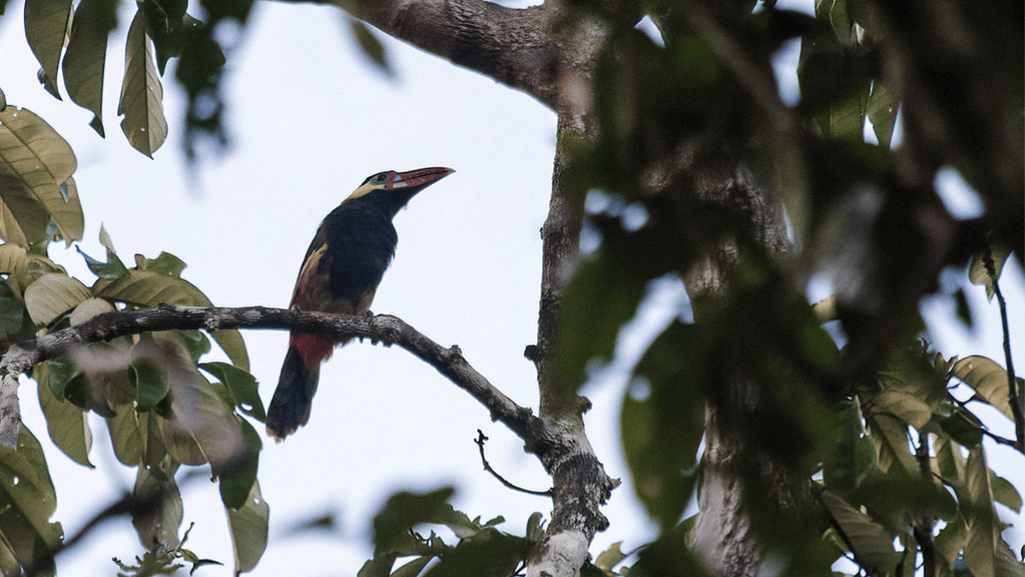 tawny tufted toucanet