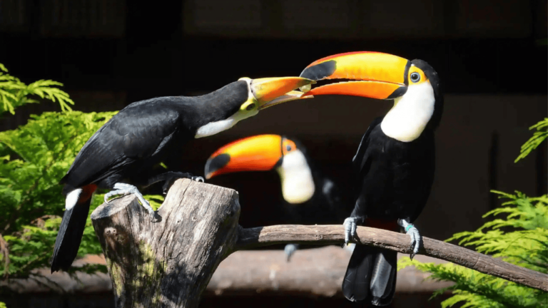 toucan foraging behaviors