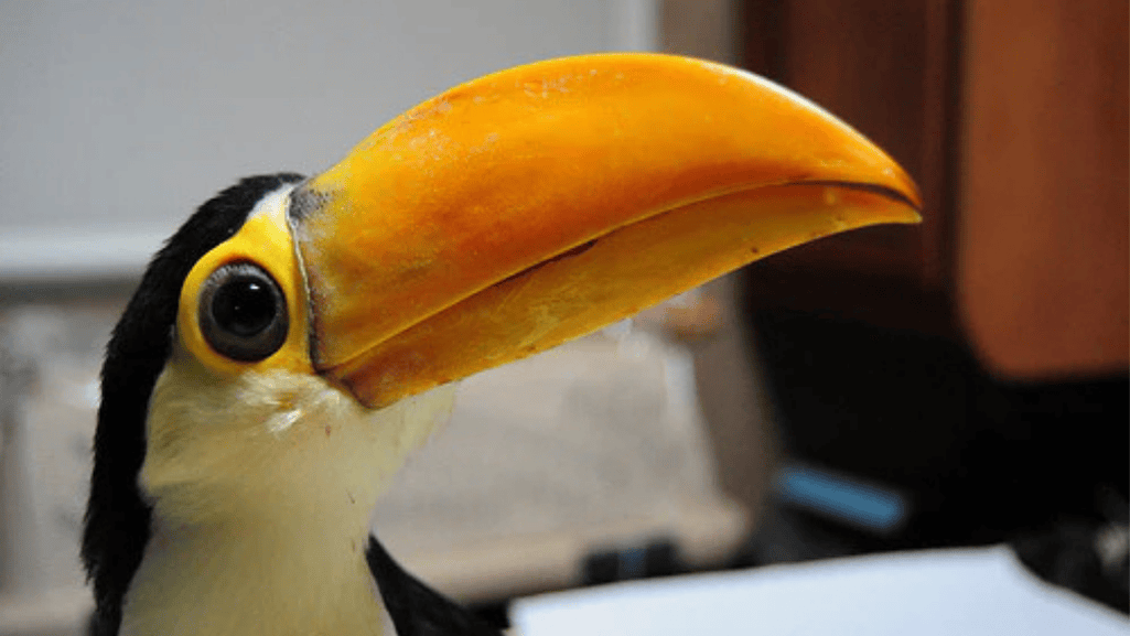 toucan health check-up