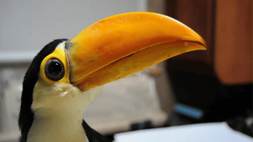 toucan health check-up