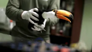 toucan veterinary specialists