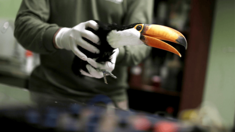 toucan veterinary specialists