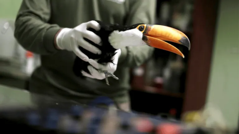 toucan veterinary specialists