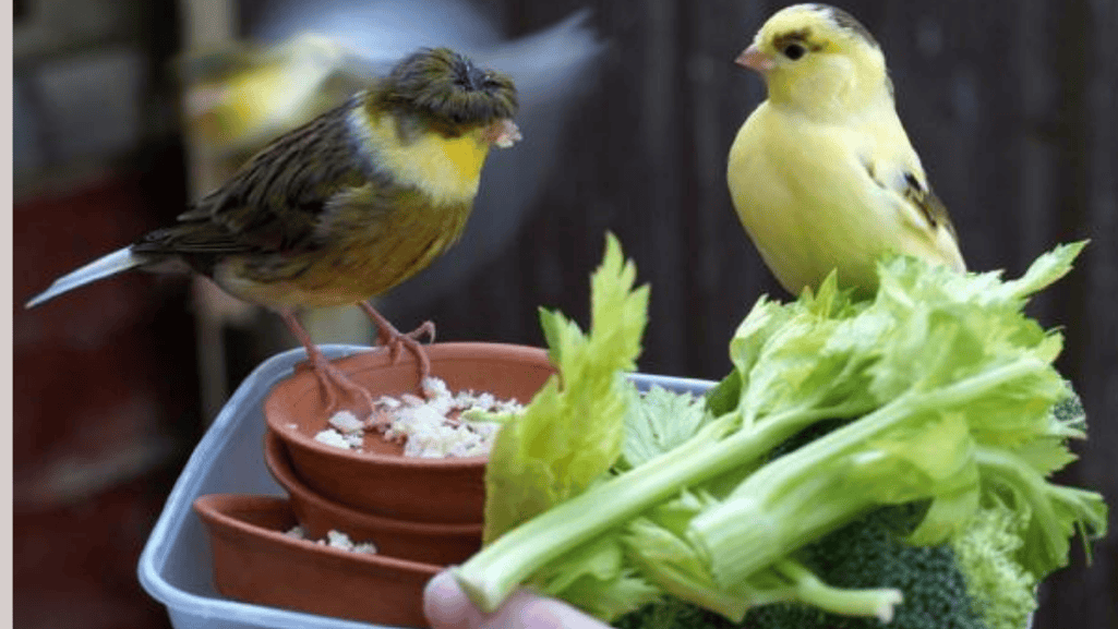 varied diet for feeding canaries