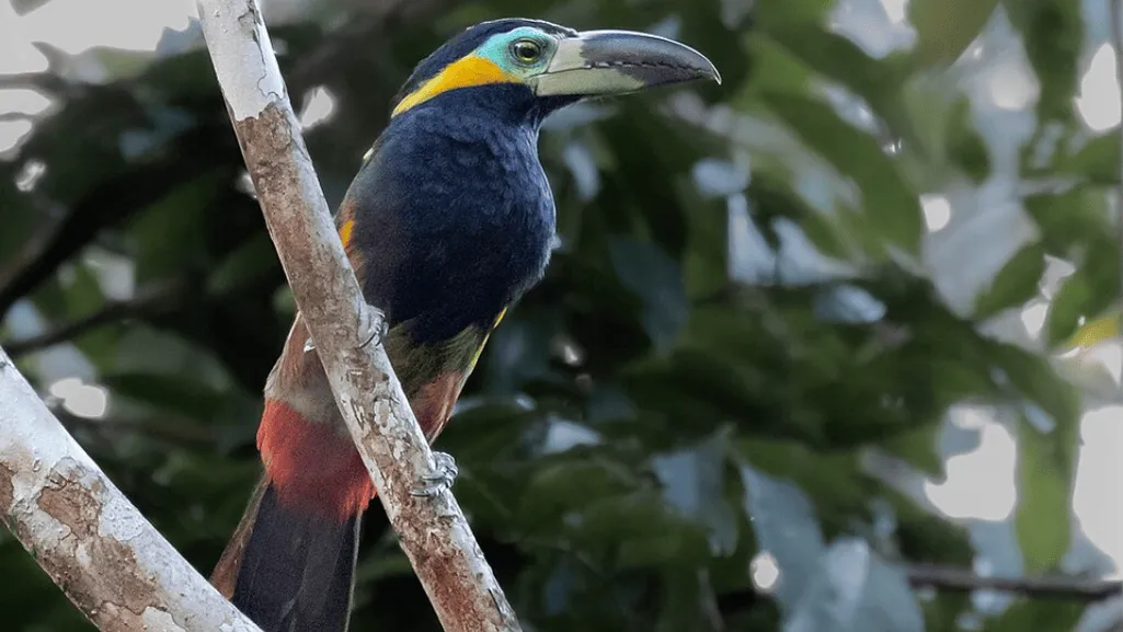wildlife photography