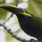 yellow eared toucanet