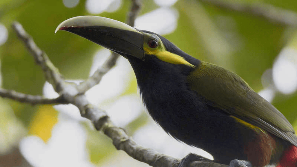 yellow eared toucanet