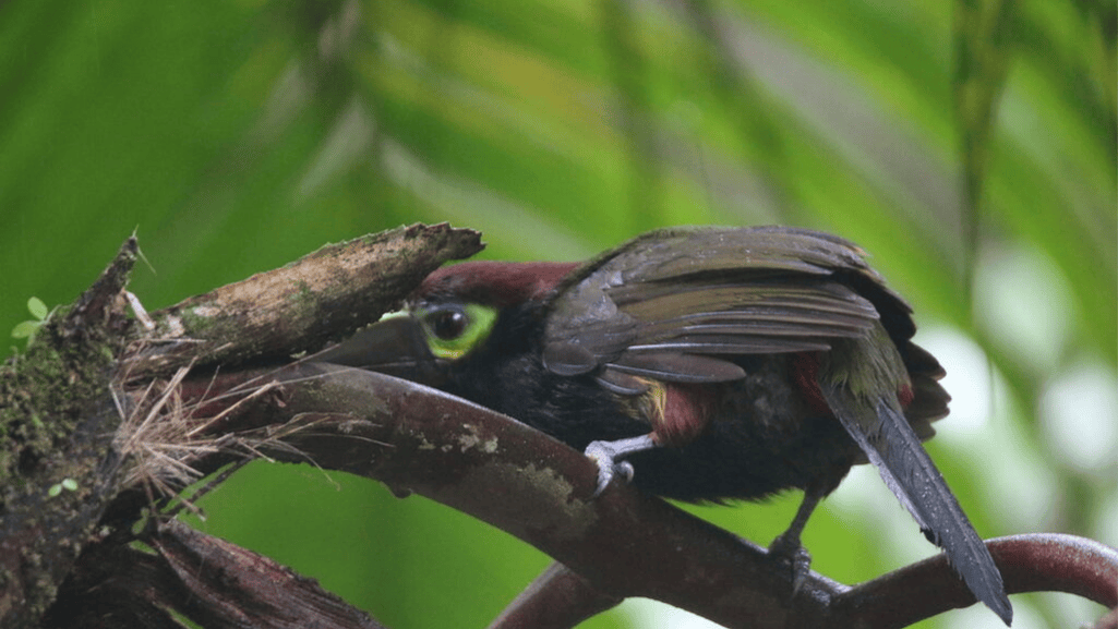 Yellow-eared Toucanet yellow eared toucanet