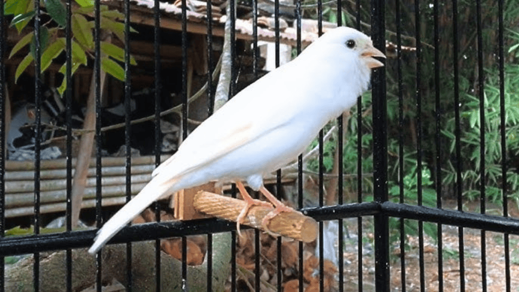 yorkshire canary bird community