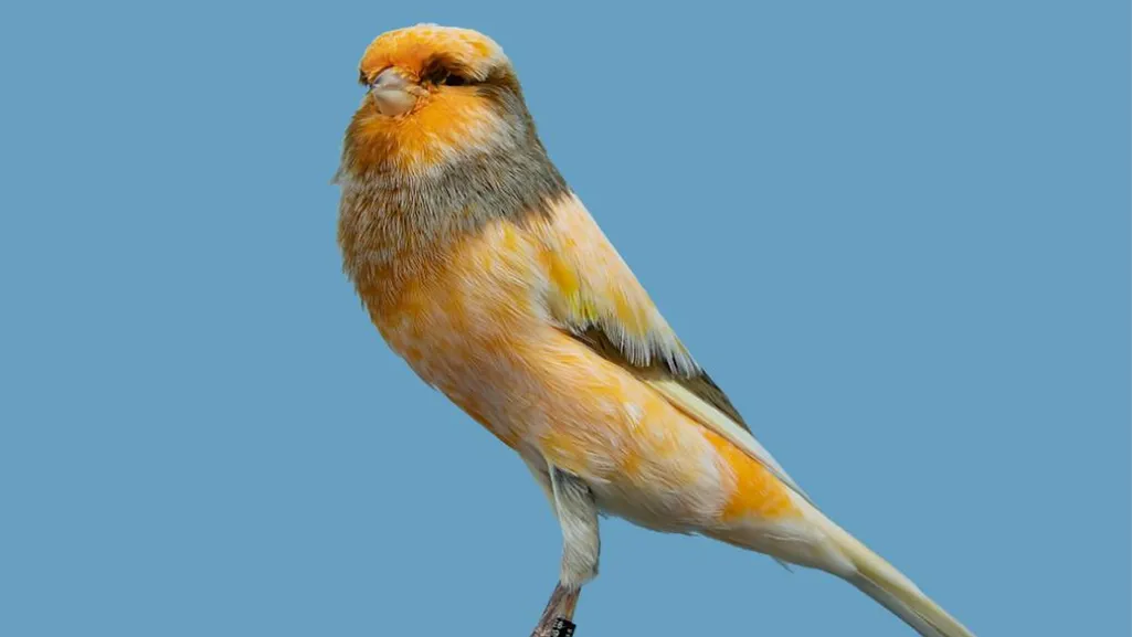 yorkshire canary supplies