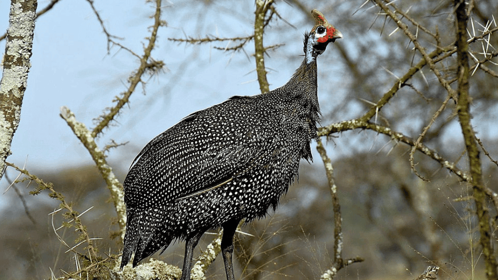 Addressing Health Issues in Your Guineafowl Flock