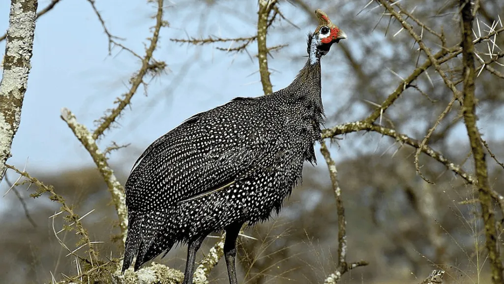 Addressing Health Issues in Your Guineafowl Flock
