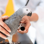 Avian Vet Specialists