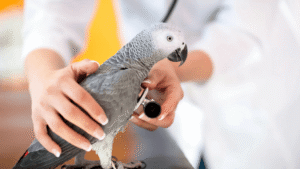 Avian Vet Specialists