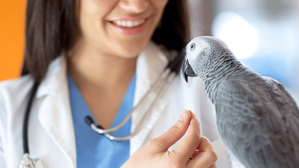 Avian Veterinarian Services for Game Birds