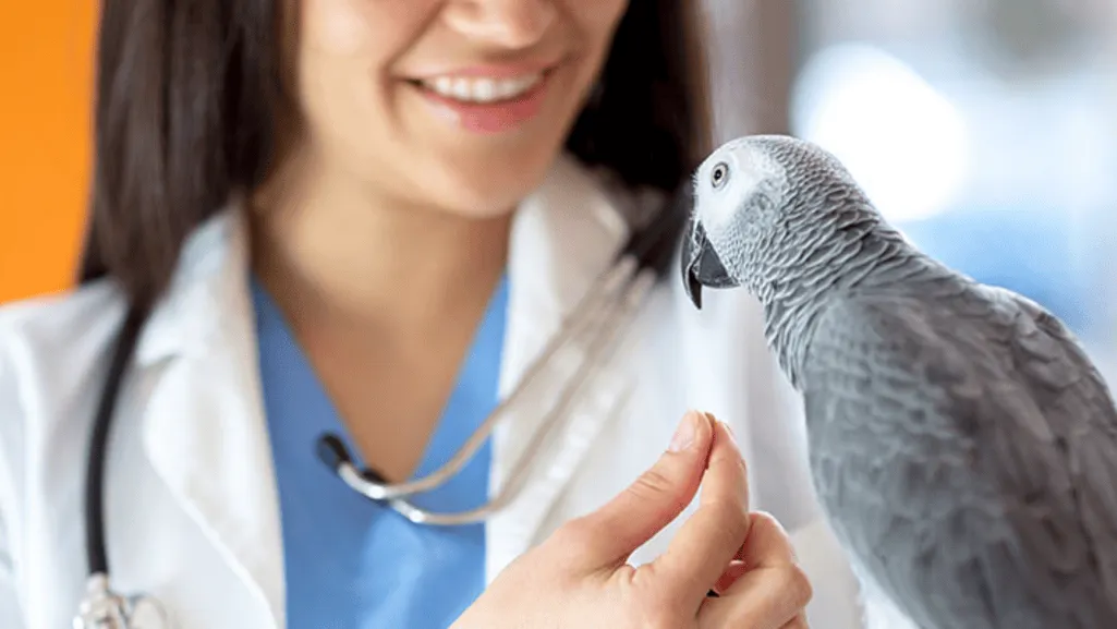 Avian Veterinarian Services for Game Birds