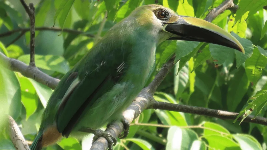 Behavior and Feeding Habits of the Waglers Toucanet