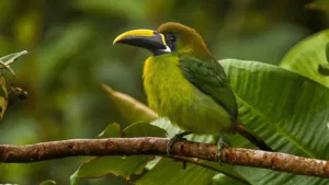 Blue-throated Toucanet