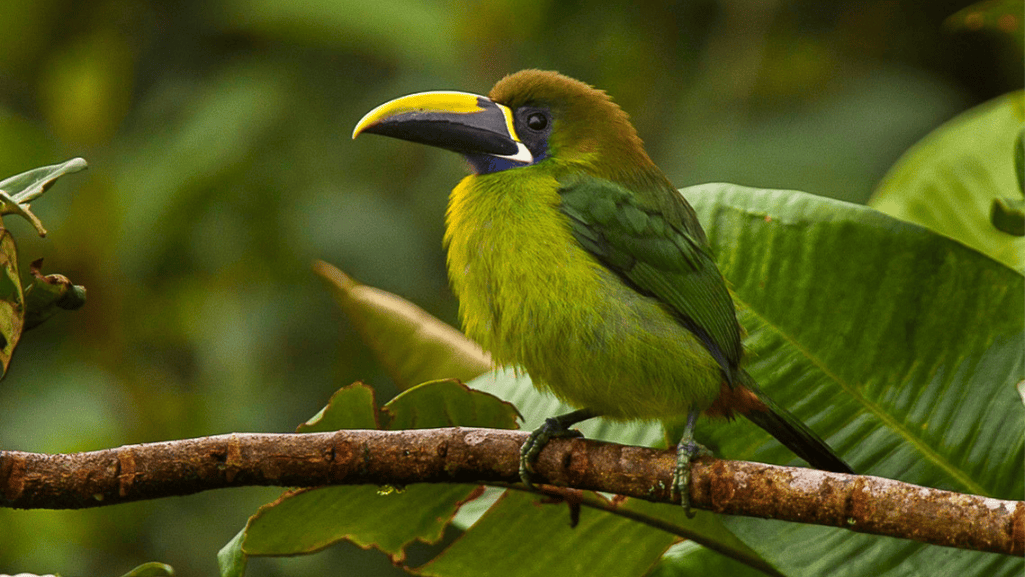 Blue-throated Toucanet