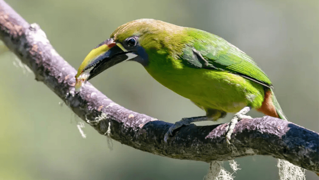Blue-throated Toucanet