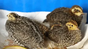 Brooding Conditions for Quails