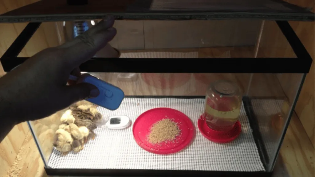 Building a Quail Brooder