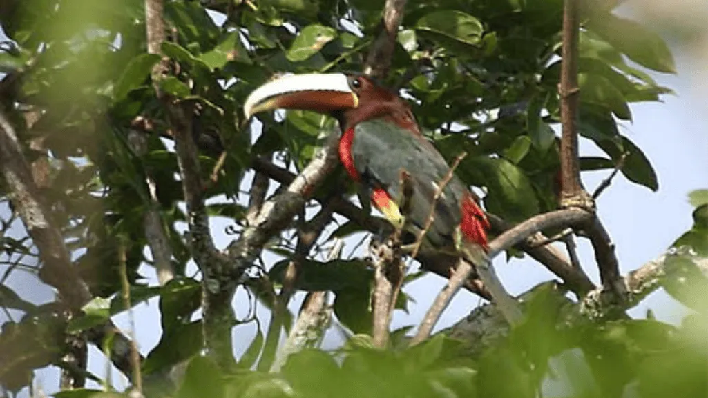 Characteristics of the Brown-mandibled Aracari