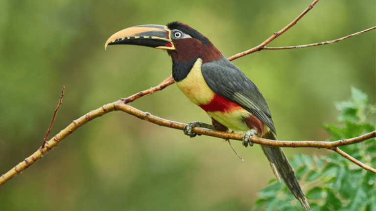 Chestnut-eared Aracari
