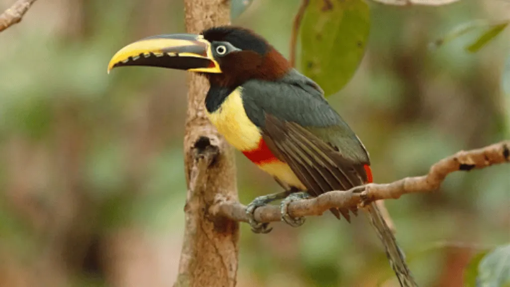 Chestnut-eared Aracari