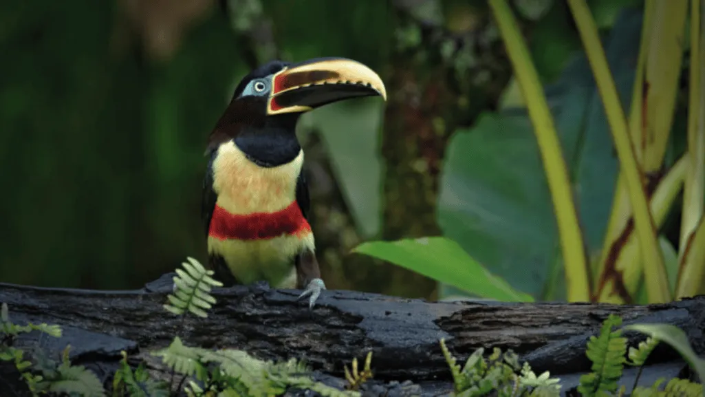 Chestnut-eared Aracari