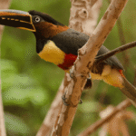 Chestnut-eared Aracari