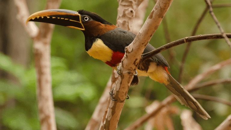 Chestnut-eared Aracari
