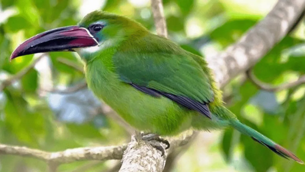Chestnut-tipped Toucanet in its natural rainforest habitat Chestnut-tipped Toucanet in its natural rainforest habitat