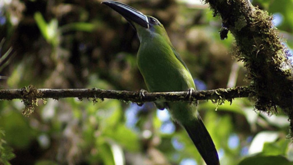 Chestnut-tipped Toucanet