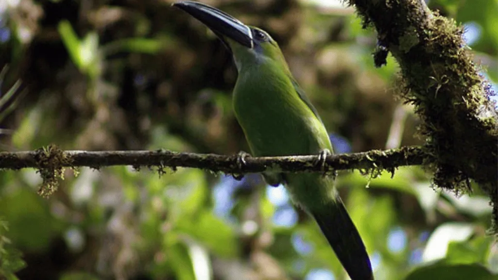 Chestnut-tipped Toucanet Chestnut-tipped Toucanet