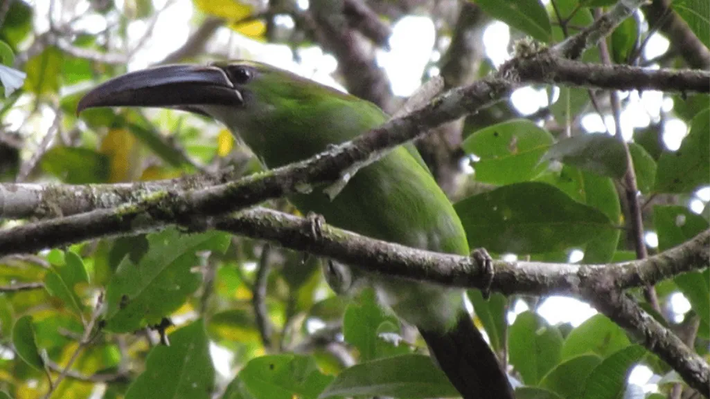 Chestnut-tipped Toucanet