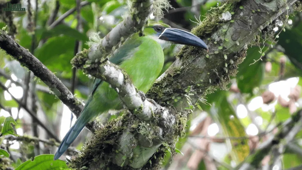Chestnut-tipped Toucanet