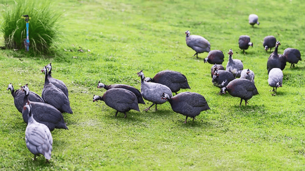 Choosing the Right Breed for Your Guineafowl Flock