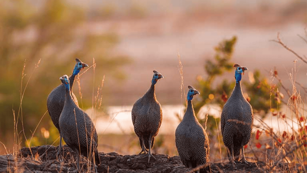 Comparison of Popular Guinea Fowl Breeds