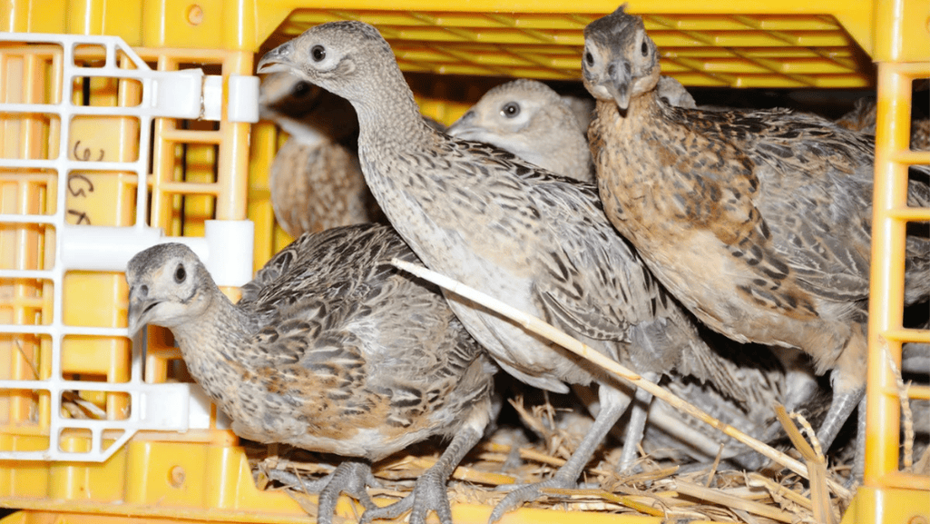 Comprehensive Veterinary Services for Game Birds