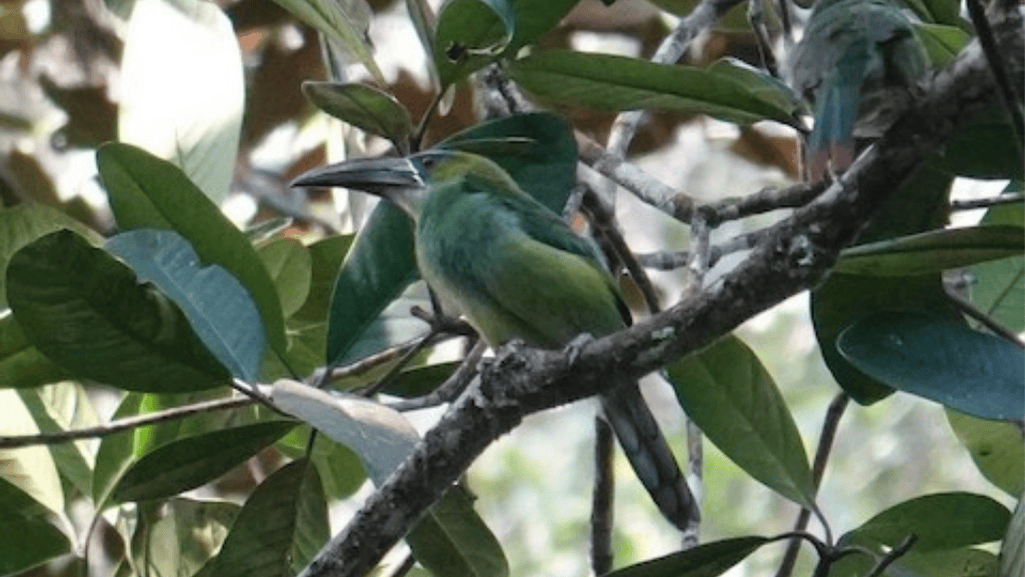 Conservation Efforts for the Tepui Toucanet