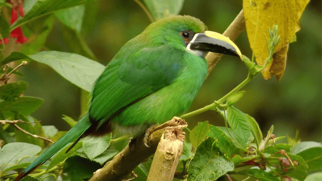 Conservation Efforts