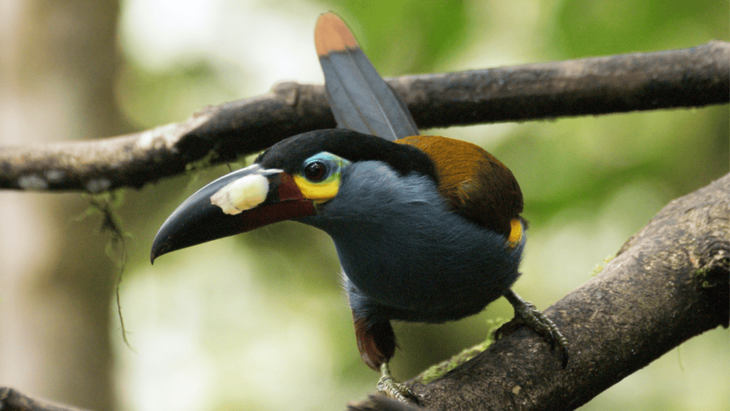 Conservation Status and Conclusion