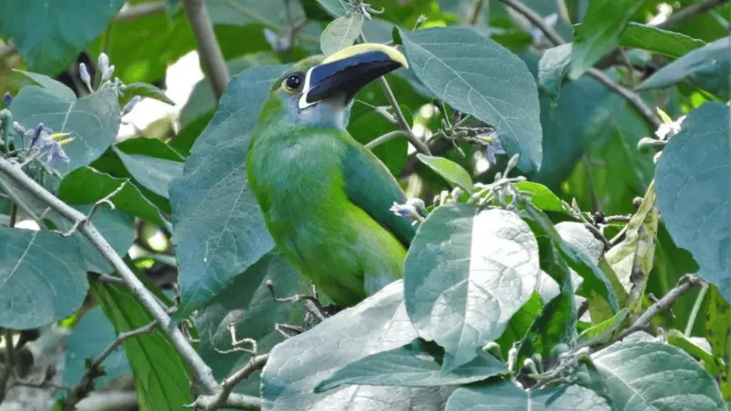 Conservation Status of White-throated Toucanet