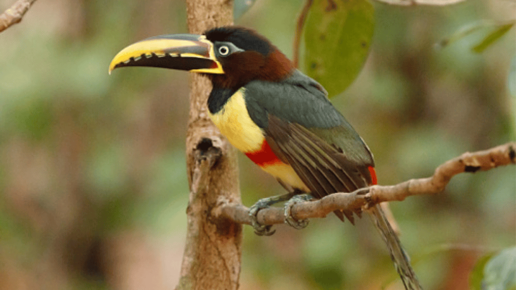 Conservation Status