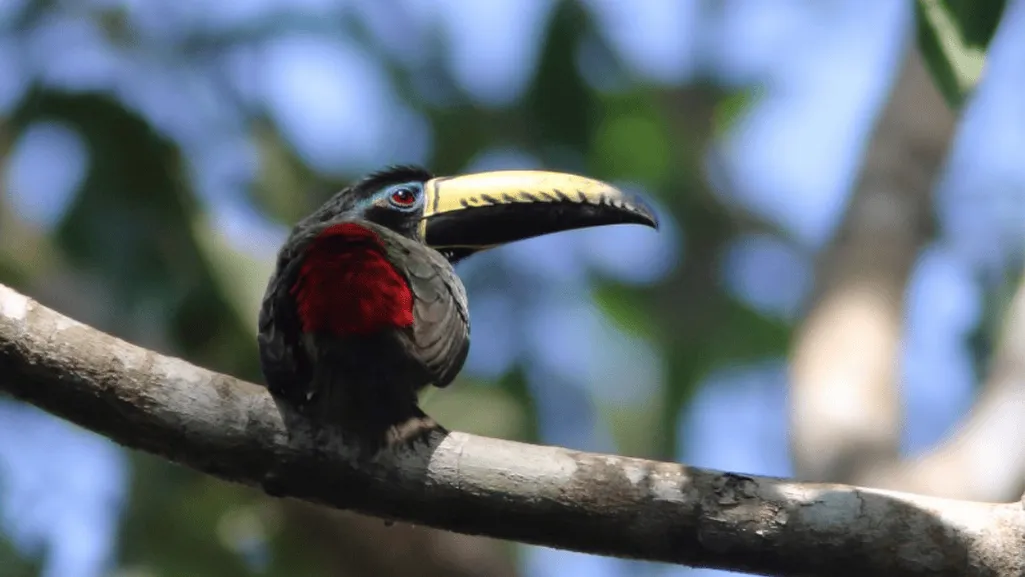 Conservation status of Lettered Aracari