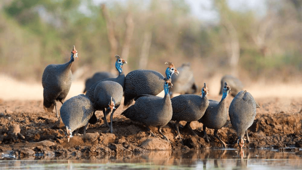 Creating a Suitable Habitat for Your Guineafowl Flock
