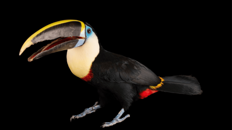 Cuvier Toucan