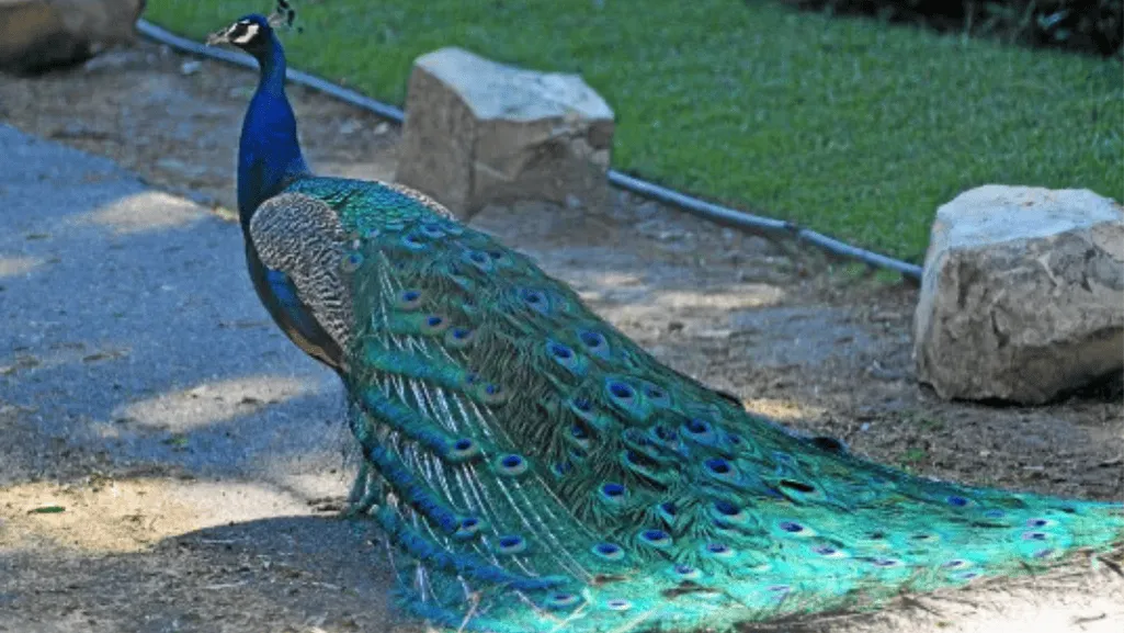 Dealing with Peacocks in the Garden Personal Experience